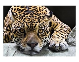 Jaguar - reprodukcja