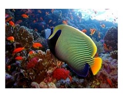 emperor angelfish - reprodukcja
