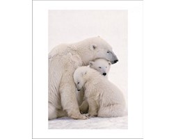 Polar Bear Family - reprodukcja