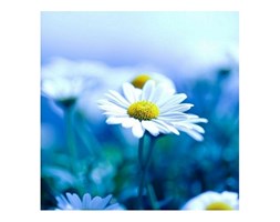 Margeriten in Blau - reprodukcja