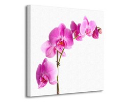 Orchidea - pink - Obraz na płótnie