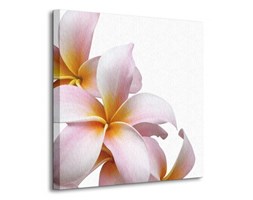 Frangipani flower - Obraz na płótnie