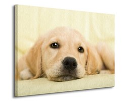 Golden retriever puppy - Obraz na płótnie