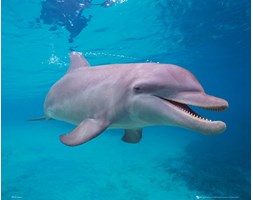 Delfin - plakat