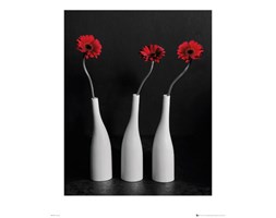 Gerbera w Białych wazonach - plakat