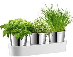 Doniczki na zioła Auerhahn Herbs