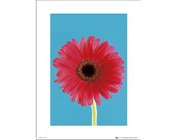 Flowers Bright - art print