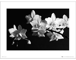 Orchidea Black And White - art print
