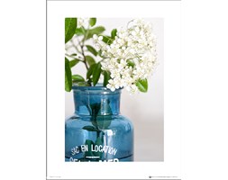Blue Bottle Flowers - art print