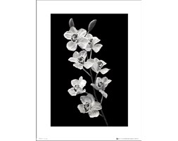 Orchidea Black And White Portrait - art print