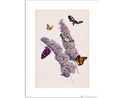 Motyle Butterflies Flowers - art print