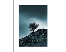 Dark Winter Tree - art print