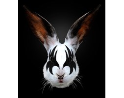 Dekoruj24.pl - obraz na płótnie Rabbit Rocks