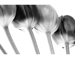 Dekoruj24.pl - obraz na płótnie Tulips Array ll