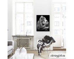 Portrait of an adult female gorilla on a black background