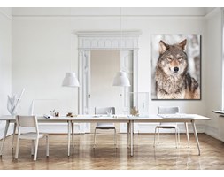 Grey Wolf