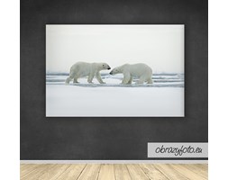 Polar bear couple cuddling on drift ice in Arctic Svalbard