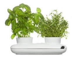 Podwójny wazon na zioła Duo - SAGAFORM - 5015859