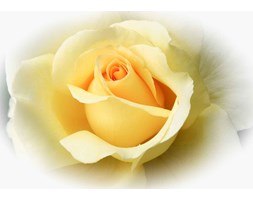 Yellow Rose Fototapeta
