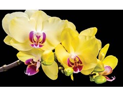 Orchid Flowers Fototapeta