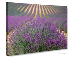 Obrazy na płótnie Canvas Panorama Lawendowe Pole