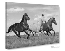 Obrazy na płótnie Canvas Panorama Konie