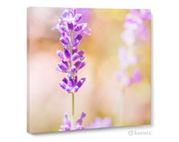 Obraz na płótnie Canvas Quadro Lavendum