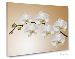 Obrazy na płótnie Canvas Panorama Orchidea