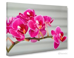 Obrazy na płótnie Canvas Panorama Scarlet Orchid
