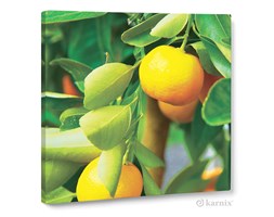 Obraz na płótnie Canvas Quadro Drzewko Pomarańczowe
