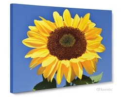 Obrazy na płótnie Canvas Panorama Sun Flower