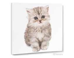 Obraz na płótnie Canvas Quadro Kitty