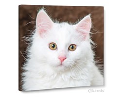 Obraz na płótnie Canvas Quadro Cat