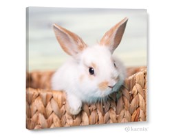 Obraz na płótnie Canvas Quadro Króliczek
