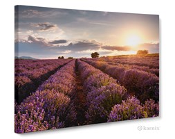 Obrazy na płótnie Canvas Panorama Lawenda