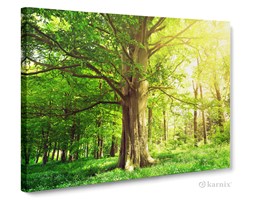 Obrazy na płótnie Canvas Panorama Stare Drzewo w Lesie
