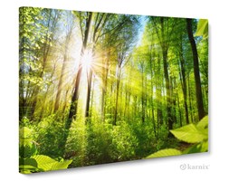 Obrazy na płótnie Canvas Panorama Słoneczny Las