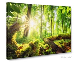 Obrazy na płótnie Canvas Panorama Las II