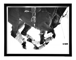Obraz Horse 45x55cm