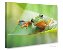 Obrazy na płótnie Canvas Panorama Żabka