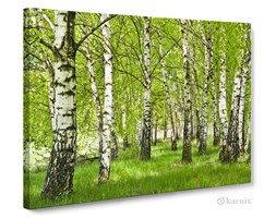 Obrazy na płótnie Canvas Panorama Brzozowisko