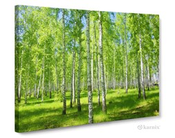 Obrazy na płótnie Canvas Panorama Brzozy