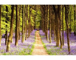 Plakat WOODLAND - PATH 91.5 x 61 cm