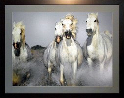 Obraz 96x76cm Caballos