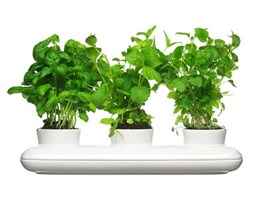 Doniczka na zioła Sagaform Trio Herb
