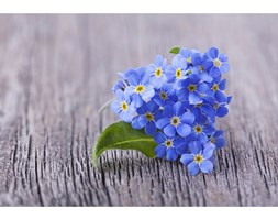 Dywan winylowy Blue, 52x75 cm