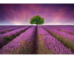 Dywan winylowy Lavender Field, 52x75 cm