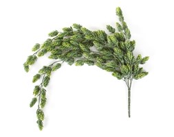 Chmiel pnącze 75 cm