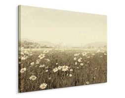 Field of Daisies - Obraz na płótnie