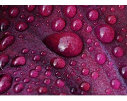 Closeup of waterdrops on iris petal - fototapeta